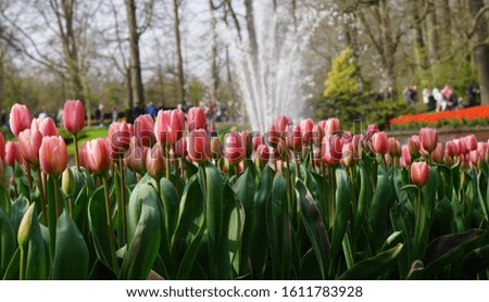 Field of spring Flowers in The Park. Beautiful nature of Europe. Spring Morning in the City. Fountain and Silhouette People.