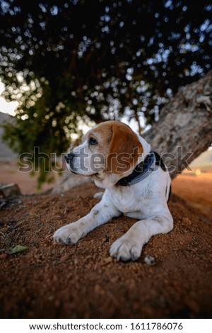 portrait of a beagle under a tree