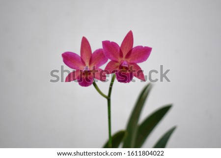 Beautiful flower with light background