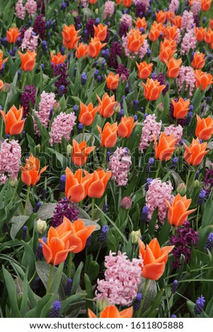 Orange color tulips and other spring flowers. Beautiful spring time background.