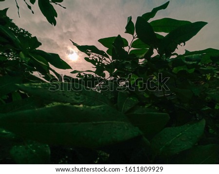 the sun peers behind the leaves. taking photos on the morning of January 11, 2020