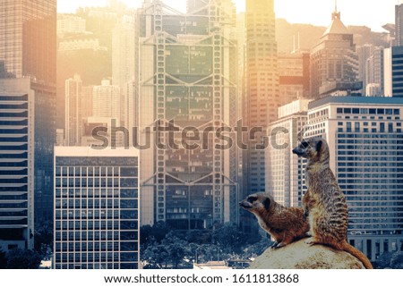 Meerkat looking in Hong Kong city View