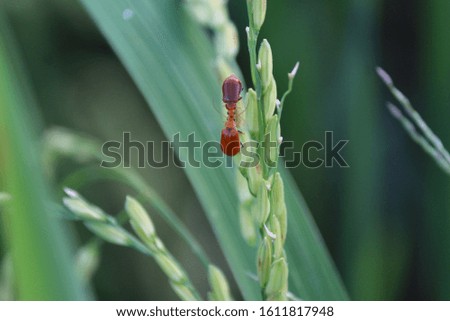 ladybug perched on rice leaves