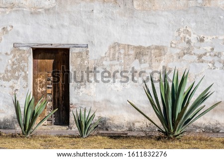 A Mexican scene of three espadin agave plants, against a rugged peeling white wall with a wood door, in Oaxaca, Mexico. With room for text / space for copy.
 Royalty-Free Stock Photo #1611832276