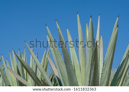 Thorn leaves of espadín "smallsword", (Agave angustifolia), the predominant agave in Oaxaca, Mexico, used for making mezcal, against a blue sky background. Royalty-Free Stock Photo #1611832363