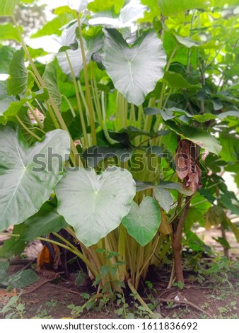 areas. Big green leaf Used as a feedGiant Taro.Giant Taro,Alocasia Indica Green bushes, biennial plants, water weeds that occur in wet tropical.
