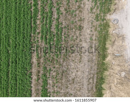 Picture of a corn field from above
