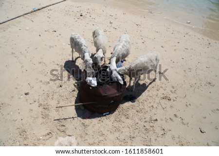 The goats eats rubbish on the beach