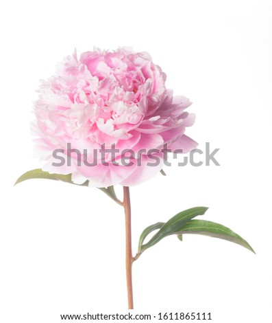 Beautiful pink peony flower isolated on pure white.
