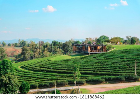 Green tea plantation terrace at Choui Fong Tea Plantation, Chaing Rai, Thailand Royalty-Free Stock Photo #1611868462