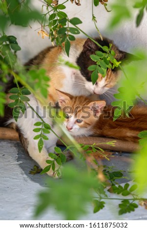 Beautiful, curious stray baby kitten, posing for a portrait photo with his mommy looking after him in the background. Extremely cute.  Green leave all around the cat decorate the picture perfectly. 