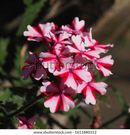Small pink flowers bloom in the garden