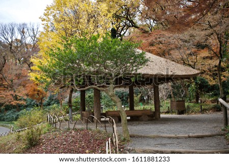 Colourful autumn in Japanese parks