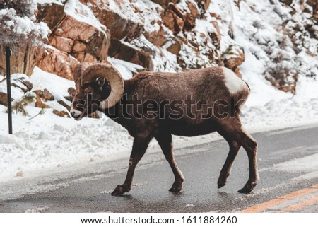 Big Horn Sheep crossing road in Estes Park Royalty-Free Stock Photo #1611884260