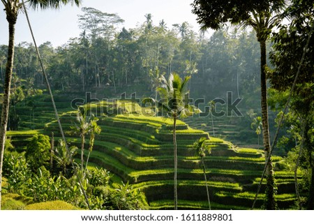 
Beautiful View of the Rice Terrace during a vibrant sunny summer day. Tegalalang Rice Terrace in Ubud area, Bali, Indonesia