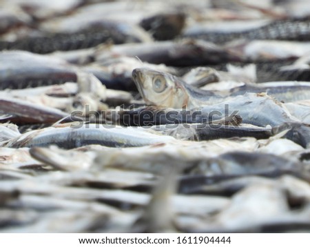 Fish That has Capture by Fisherman