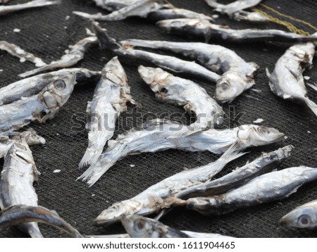 Fish That has Capture by Fisherman