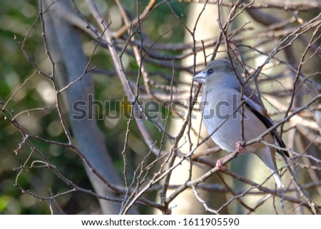 wild bird hawfinch on branch
