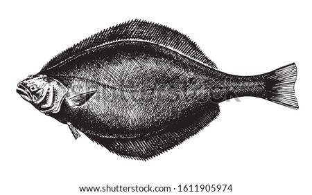 Blue-throated halibut, fish collection. Healthy lifestyle, delicious food. Hand-drawn images, black and white graphics.