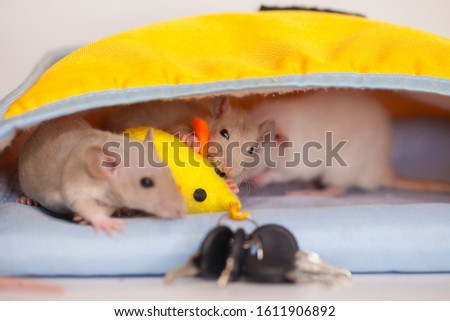 Rat family. symbol of chinese calendar. 2020 new year. mouse with the keys to the apartment. housing problem