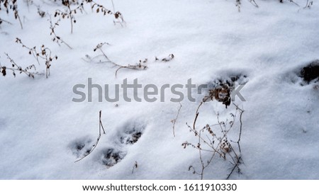 
Snow on the branches and leaves of plants.
Winter natural background for your design.