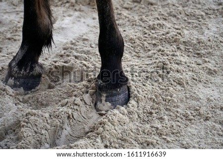  Selective focus close up view of horse legs on the beach                              