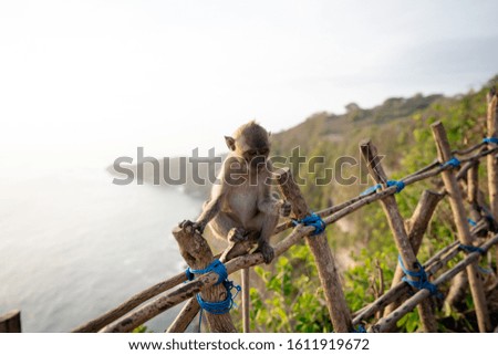 

Monkey in Manta bay or Kelingking beach. It is the most beautiful place on Nusa Penida island, Indonesia. Animals in the wild. Landscape during sunset. 