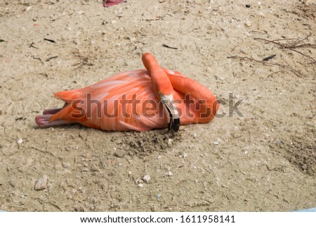 Beautiful flamingo bird sitting in sand near ocean stock image 