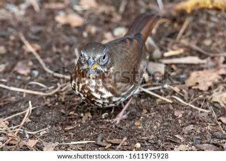 A picture of a Fox sparrow perching on the ground.
   Vancouver BC Canada

