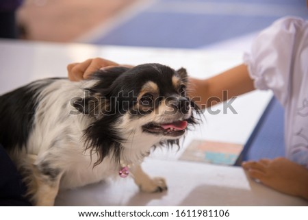A smiling dog happy with a cute child Lying on the outdoor table. - stock photo