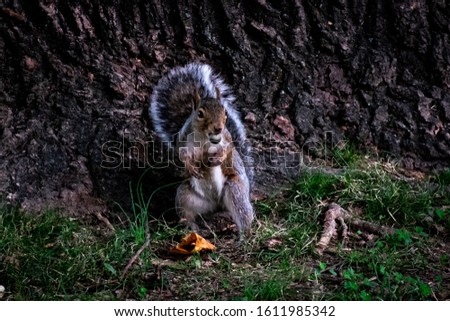 A scenery of a cute squirrel hanging out int he middle of the park