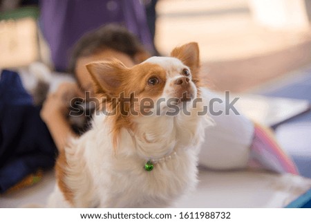 The dog is looking at the owner. - stock photo