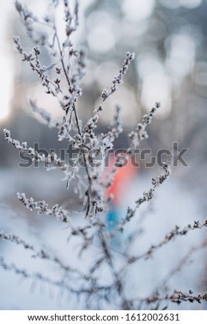 snowy branch of a Bush