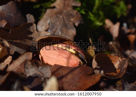 Picture of a ripe and open oak acorn felt in the middle of the dead leaves. Great food in winter weason for wild boars and other wildlife in the woods.