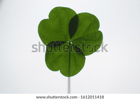 Green clover in nature: High quality images