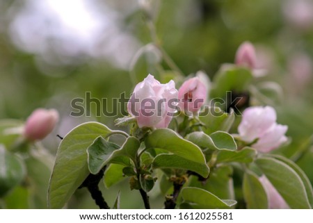 Apple blossom in spring. Dew drops covered the flower. Good image for a positive mood.