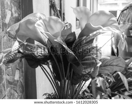 ornamental plants in front of the house with a black and white background
