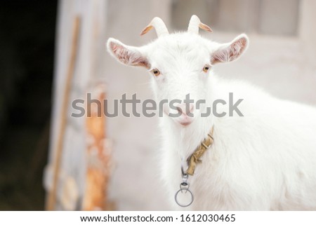 Cute white goat close up, Countryside in Ukraine, backyard farm