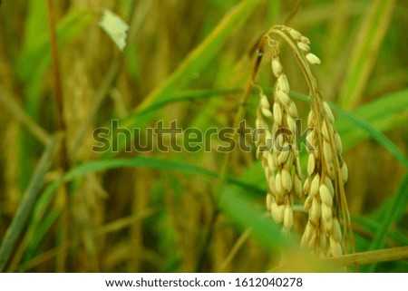 rice plants in the fields