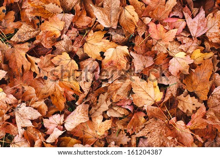 Autumn leaves in grass. Autumn theme. 