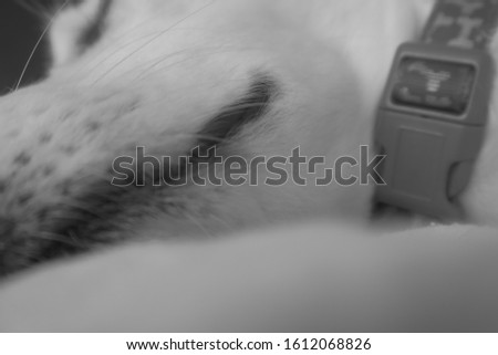 black and white close-up of sleeping dog