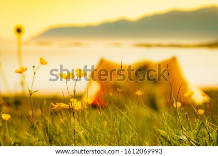 Meadow flowers and tent on beach seashore in summer. Camping on ocean shore. Lofoten archipelago Norway. Holidays and travel. Royalty-Free Stock Photo #1612069993