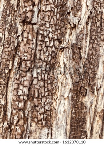 Texture of pine bark. Background of tree bark. Seamless tree bark, macro endless wooden background 