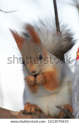 A cute grey red squirrel sits on a stump and eats seeds on a Sunny winter day.
