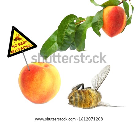 Dead honey bee and fresh peaches with warning sign "No bees - No peaches ". The death of bees leads to decrease pollination of fruit trees and loss of a crop. Isolated on a white background 