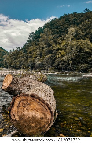 A vertical shot of a big piece of tree log in the middle of a river surrounded by a forest