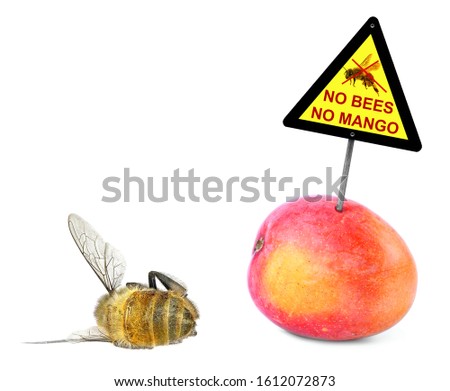 Dead honey bee and fresh mango with warning sign "No bees - No mango". The death of bees leads to decrease pollination of fruit trees and loss of a crop. Isolated on a white background 