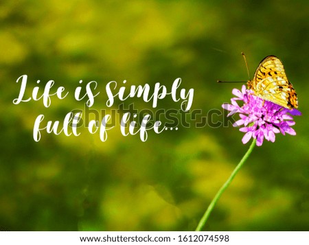 Life is simply full of life - butterfly and the flower motivational background