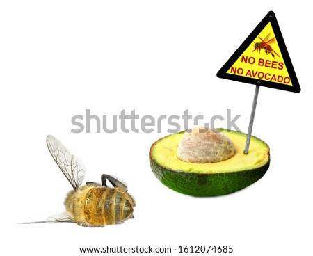 Dead honey bee and fresh avocado with warning sign "No bees - No avocado". The death of bees leads to decrease pollination of fruit trees and loss of a crop. Isolated on a white background 