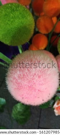 Soft round shape flowers in various beautiful colors